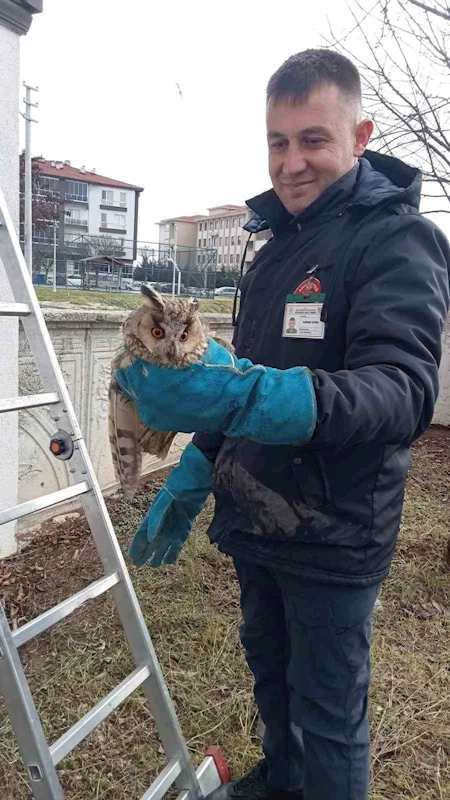 Balkonda mahsur kalan baykuş kurtarıldı
