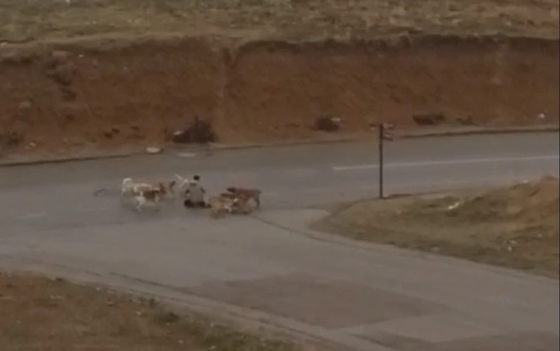 Ankara’da başıboş köpekler yere yatırdıkları vatandaşı defalarca ısırdı
