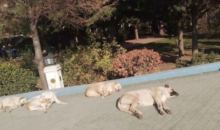 Isınmak isteyen sokak köpekleri kaldırımda güneşlendi
