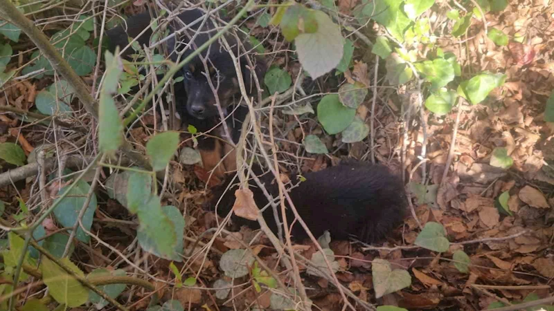 Sinop’ta ölüme terk edilen köpekler kurtarılmayı bekliyor
