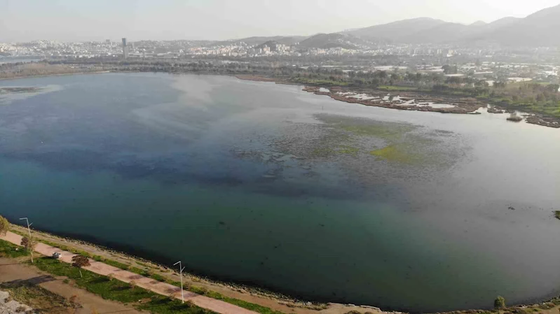 İzmir İnciraltı sahilini deniz marulu sardı
