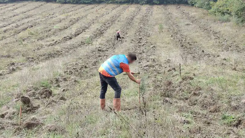 Düzce’de yanan orman alanları 