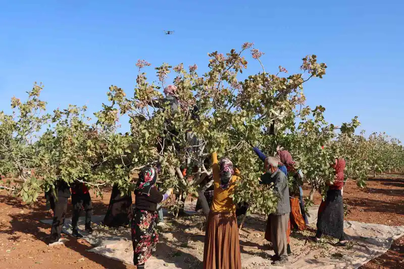 Zirai don, kuraklık ve yok yılı Antep fıstığı rekoltesini düşürdü
