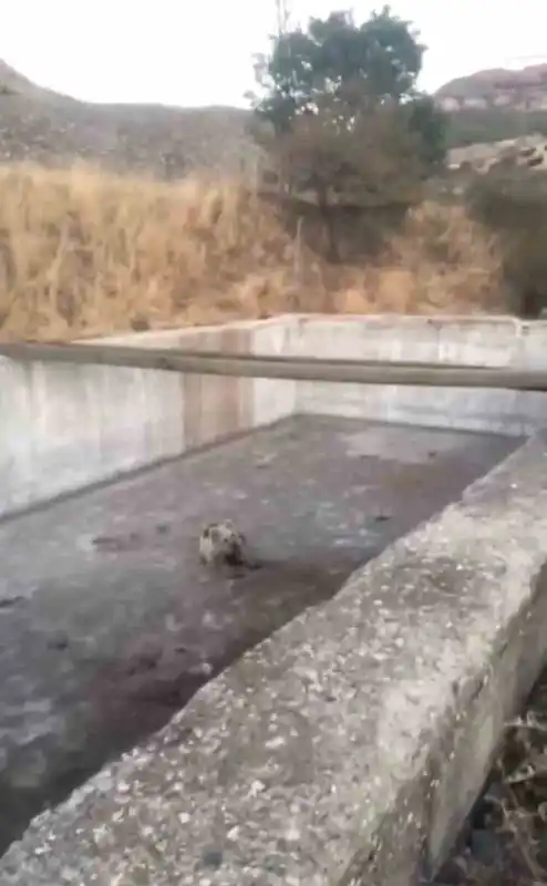 Bingöl’de sulama havuzuna düşen yavru ayı kurtarıldı
