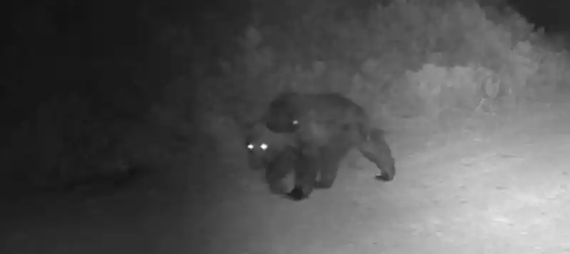 Ormanda yiyecek arayan ayı fotokapanda
