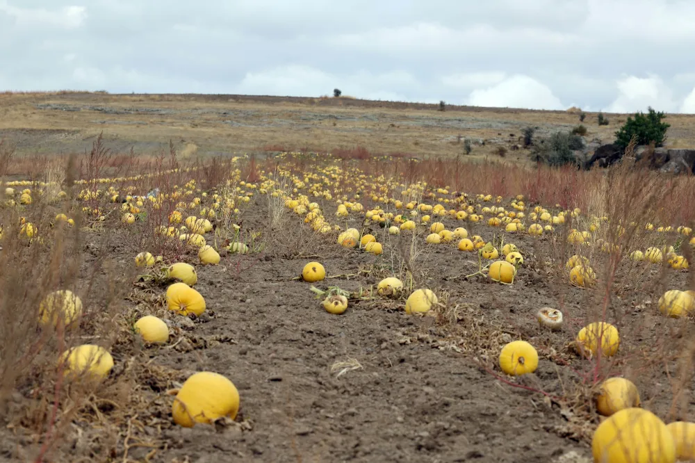 Kabak çekirdeğinde Türkiye birincisi Talas