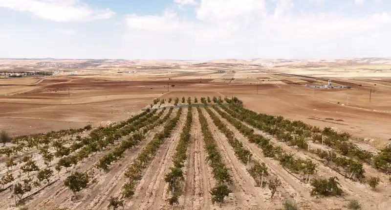 Mardin’in beyaz toprakla mayalanan meşhur üzüm pekmezi coğrafi işaret yolunda
