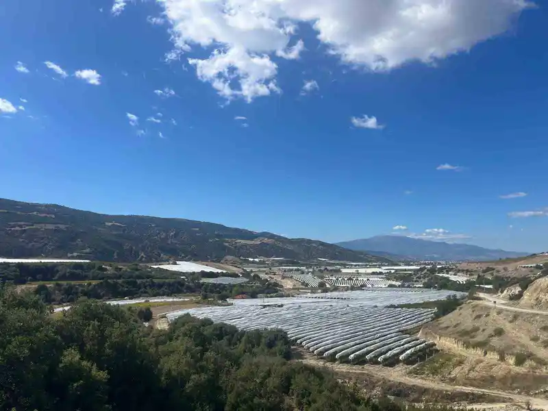 Çekirdeksiz üzümler koruma altında
