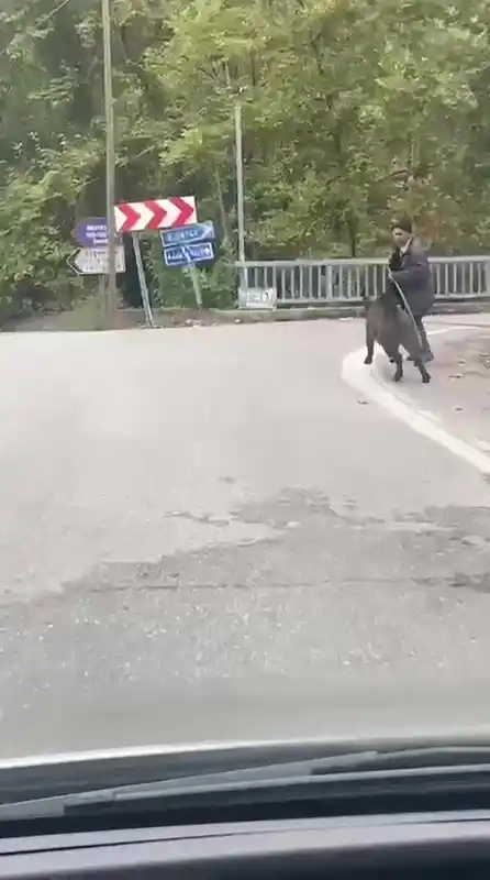 Yaşlı adam, üzerine koşan domuzdan son anda kurtuldu
