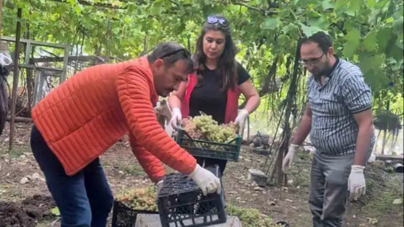 Seydikemer’de bazı üzümlerde yasaklı aktif madde tespit edildi
