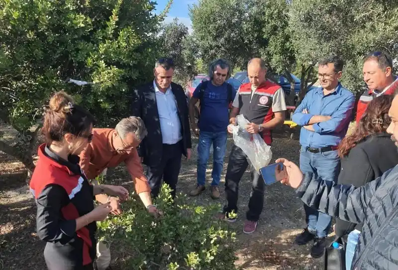 Aydın’da sakız ağacı üretimi yaygınlaştırılacak
