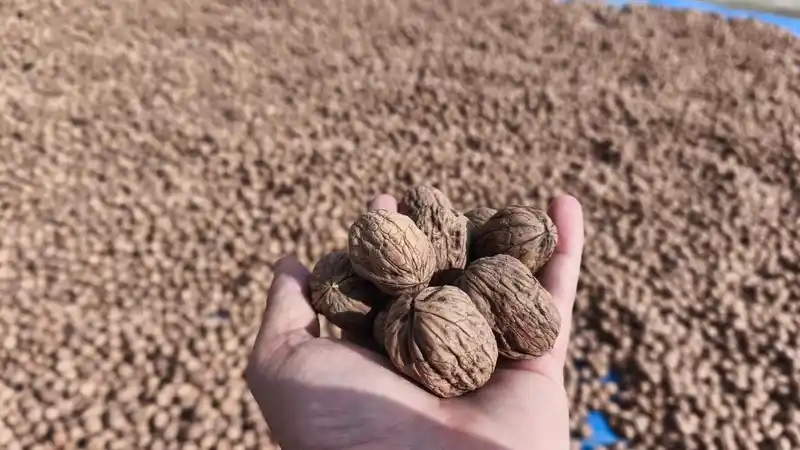 Edirne’de ceviz hasadı başladı
