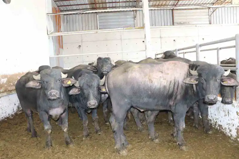 Anadolu mandaları yetiştiricilere teslim edildi
