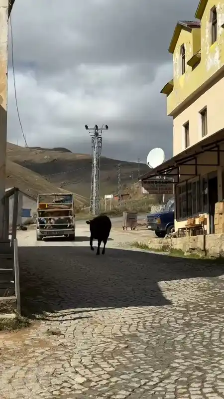 İneklerin yayladan hüzünlü ayrılığı sosyal medyada viral oldu
