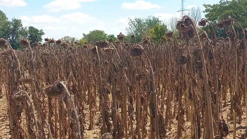 Gıda güvenliği kamu denetimiyle sağlanmalı
