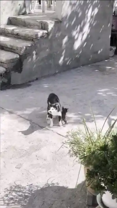 Anne kedinin çukur başındaki nöbeti duygulandırdı
