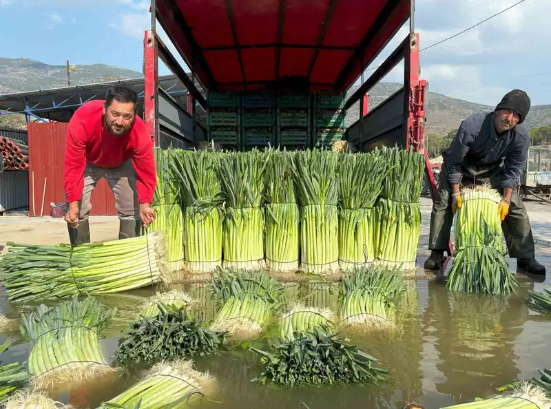 Kış sebzesi pırasada hasat heyecanı
