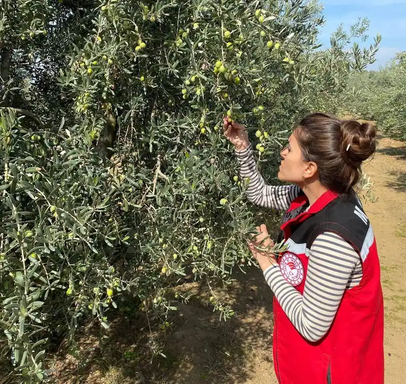 Salihli’de zeytin sineğine karşı acil uyarı
