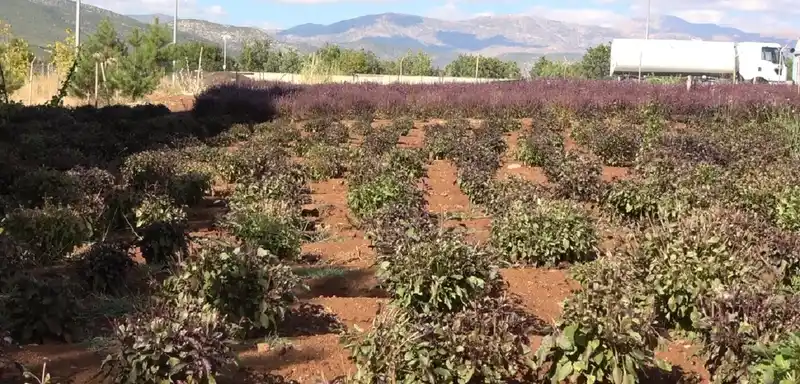 Reyhan tohuma bırakıldı, arılar bal üretti
