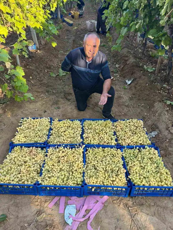 Sarıgöl’de üzüm hasadı hız kesmeden devam ediyor
