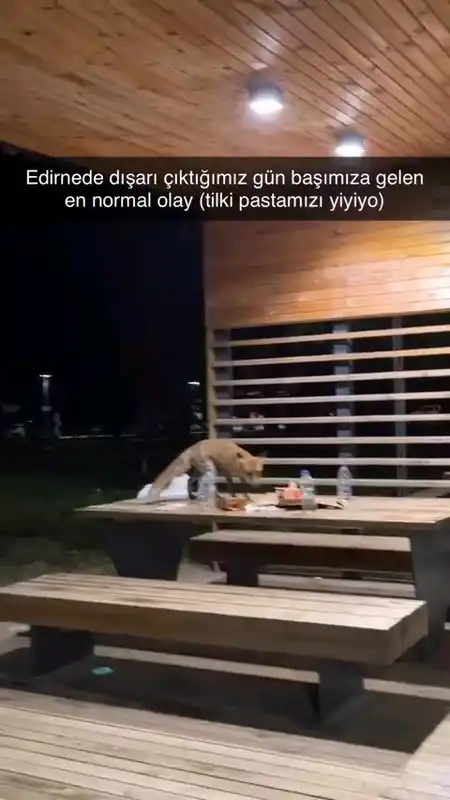 Yavru tilki doğum günü pastasına kondu
