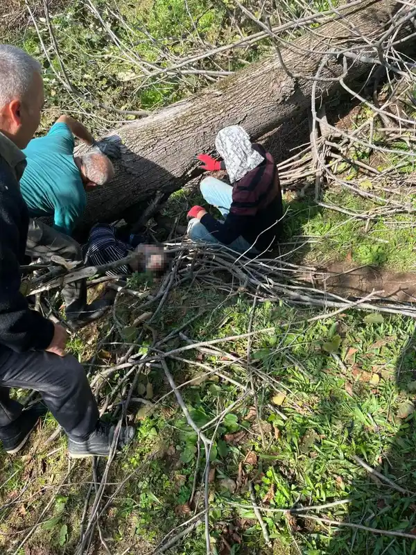 Kestiği ağacın altında kalan kişi yaralandı
