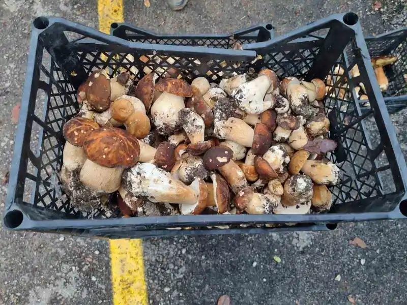 Sinop’tan Avrupa’ya mantar ihracatı
