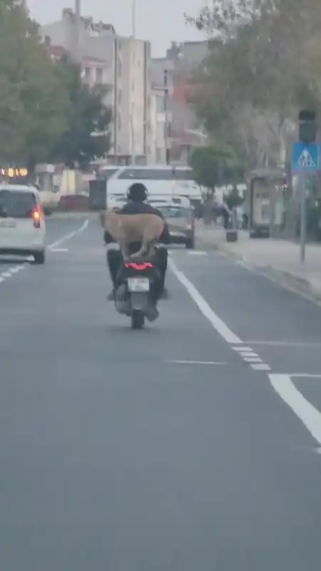 Çanakkale’de motor artçısı görenleri hem şaşırttı hem neşelendirdi
