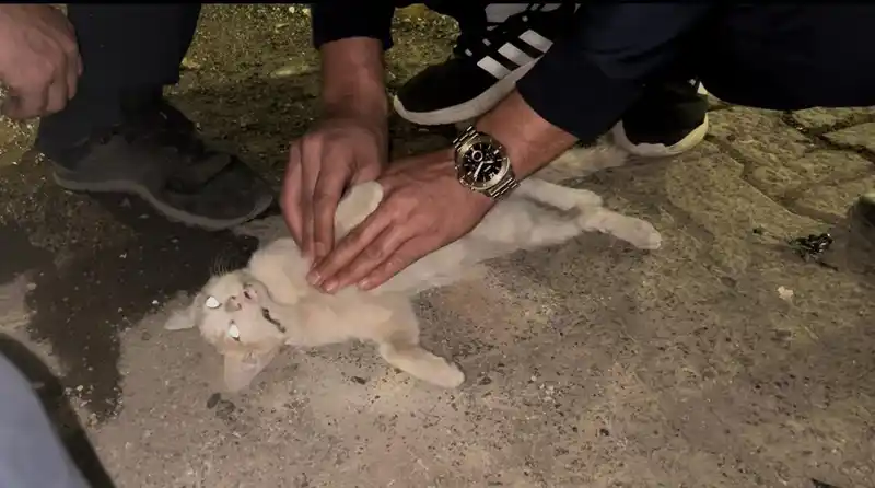 Bingöl’de itfaiye personelinden kediyi kurtarmak için kalp masajı
