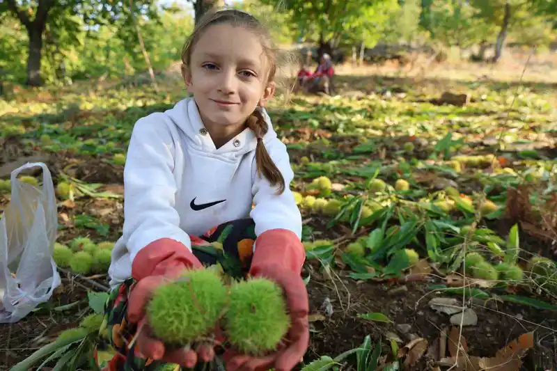 Aydın’ın dağlarında hareketlilik başladı, kestane üreticilerini hasat telaşı sardı
