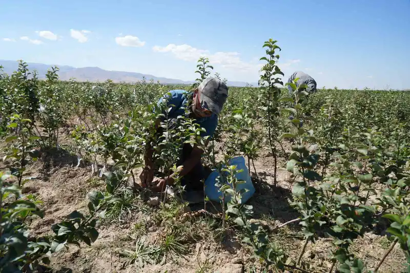 Niğde, elma fidanı üretiminde Türkiye’nin öncüleri arasında
