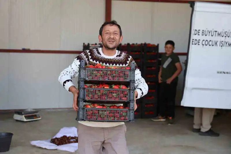 Eskiden barbunya üretim merkezi olan Ovacık yaylaları çileğe döndü
