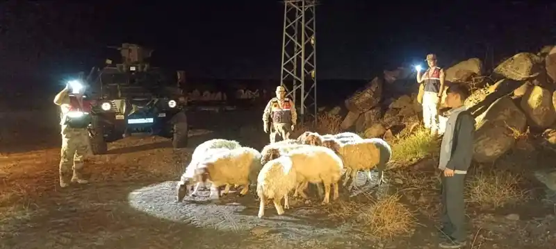 Kilis’te kaybolan 11 koyun jandarma ekiplerince bulundu
