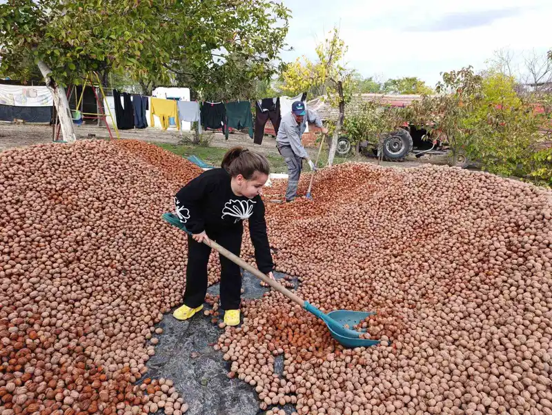Devletten 49 yıllığına bedelsiz kiralanan arazilerde ceviz bereketi
