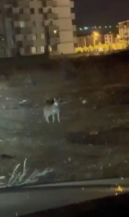 Kars’ın en şaşırtan misafiri: Kurt merkezde gezintiye çıktı
