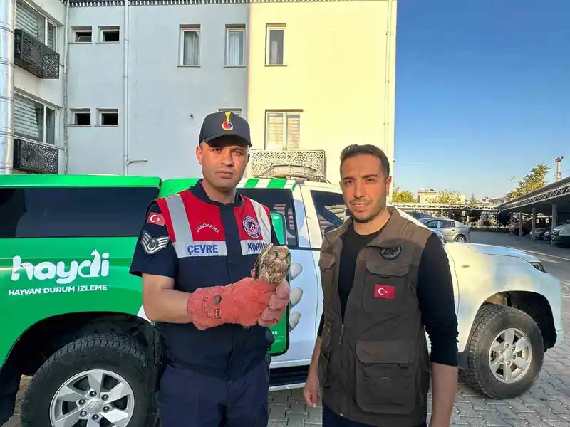 Kilis’te yaralı halde bulunan kerkenez kuşu koruma altına alındı
