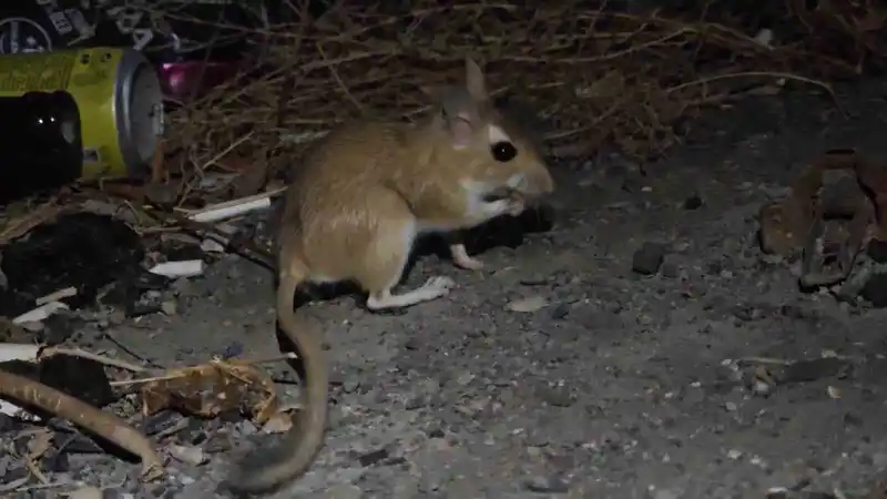 Nesli tükenme tehlikesindeki Arap tavşanı görüntülendi
