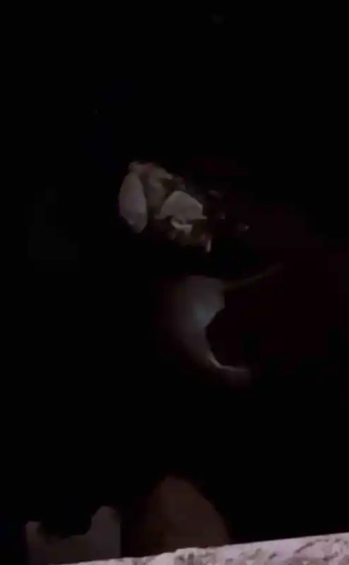 Yüksekova’da su samuru görüntülendi
