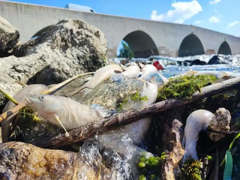 Ceyhan Nehri’ndeki kirlilik balıkları telef etti
