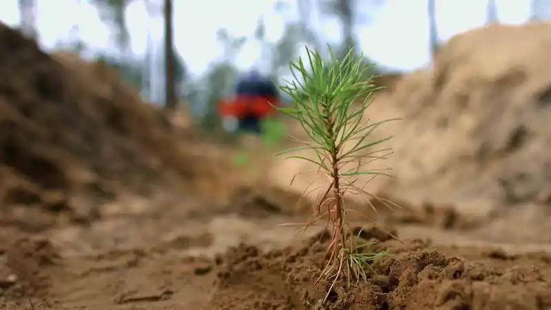 Küllerinden doğan ormanlar: Yanan alanlar özel dikim tekniğiyle yeniden yeşeriyor
