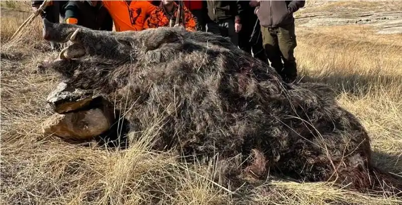 Elazığ’da avcılar 250 kiloluk domuz avladı
