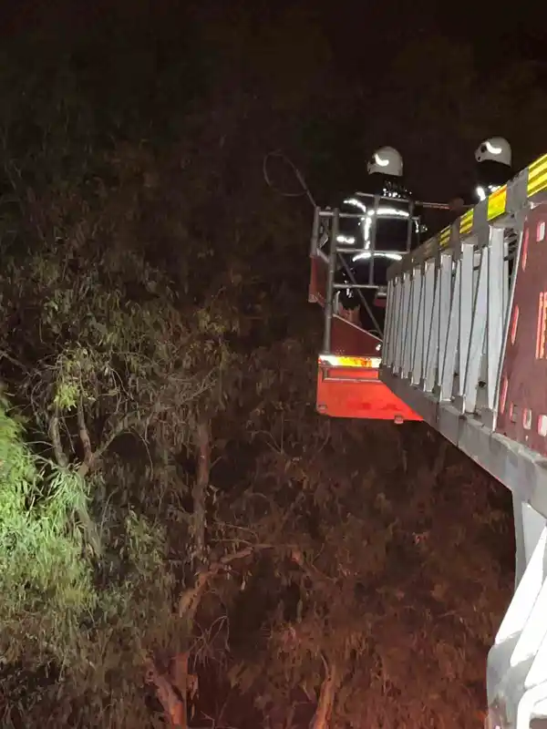 Ağaçta sıkışan kediyi itfaiye kurtardı
