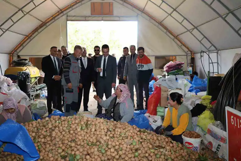 Dinar’da ceviz hasadı başladı
