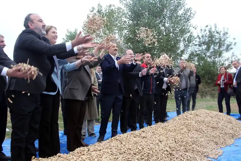 Meriç’te fıstık şenliği
