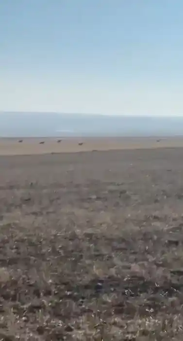 Kars’ta köye inen kurt sürüsü kamerada
