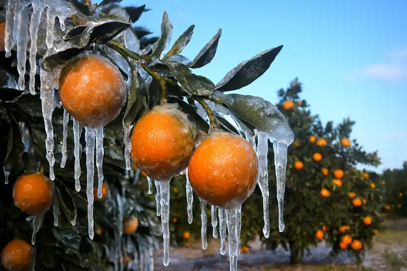 Adana’da üreticilere 717 milyon TL zirai don ödemesi
