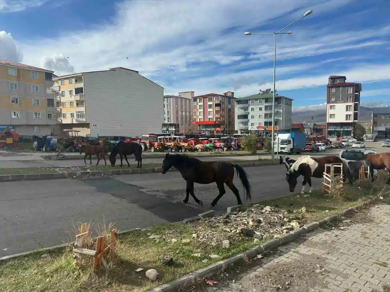 Trafikte başıboş atlar tehlike saçmaya devam ediyor
