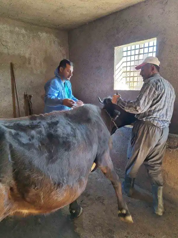 Güroymak’ta şap aşısı çalışmaları aralıksız sürüyor
