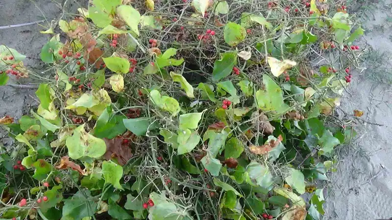 Sinop’ta Roman vatandaşların 