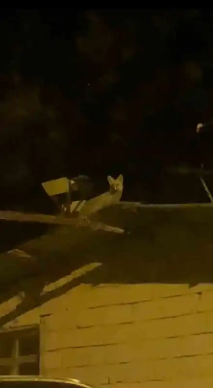 Tavuk hırsızı tilkiyi yerde beklerken çatıda çıktı
